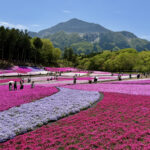 武甲山と羊山公園の芝桜