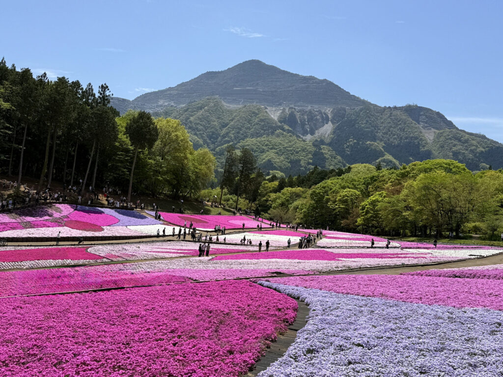 羊山公園「芝桜の丘」
武甲山をバックに満開の芝桜